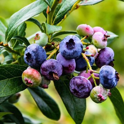  Blauwe Bessen Fruitplanten Mix - Set Van 4 Blauwe Bosbessen - Hoogte 50-60 Cm - Zelfbestuivend, Winterhard