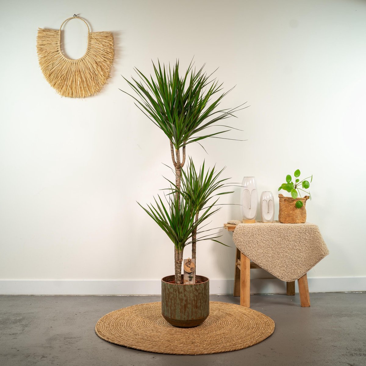  XXL Dracaena Marginata, Drakenbloedboom - 120cm Hoog, ø21cm Potmaat - Grote Kamerplant ,Tropische Palm - Vers Van De Kwekerij, Luchtzuiverend, Makkelijke Verzorging
