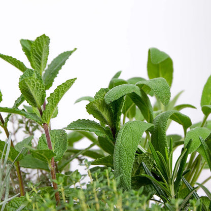  6x Biologische Tuinkruiden Mix - Tuinplanten Mix – Keuken Kruiden - ⌀9 Cm - 10-15 Cm