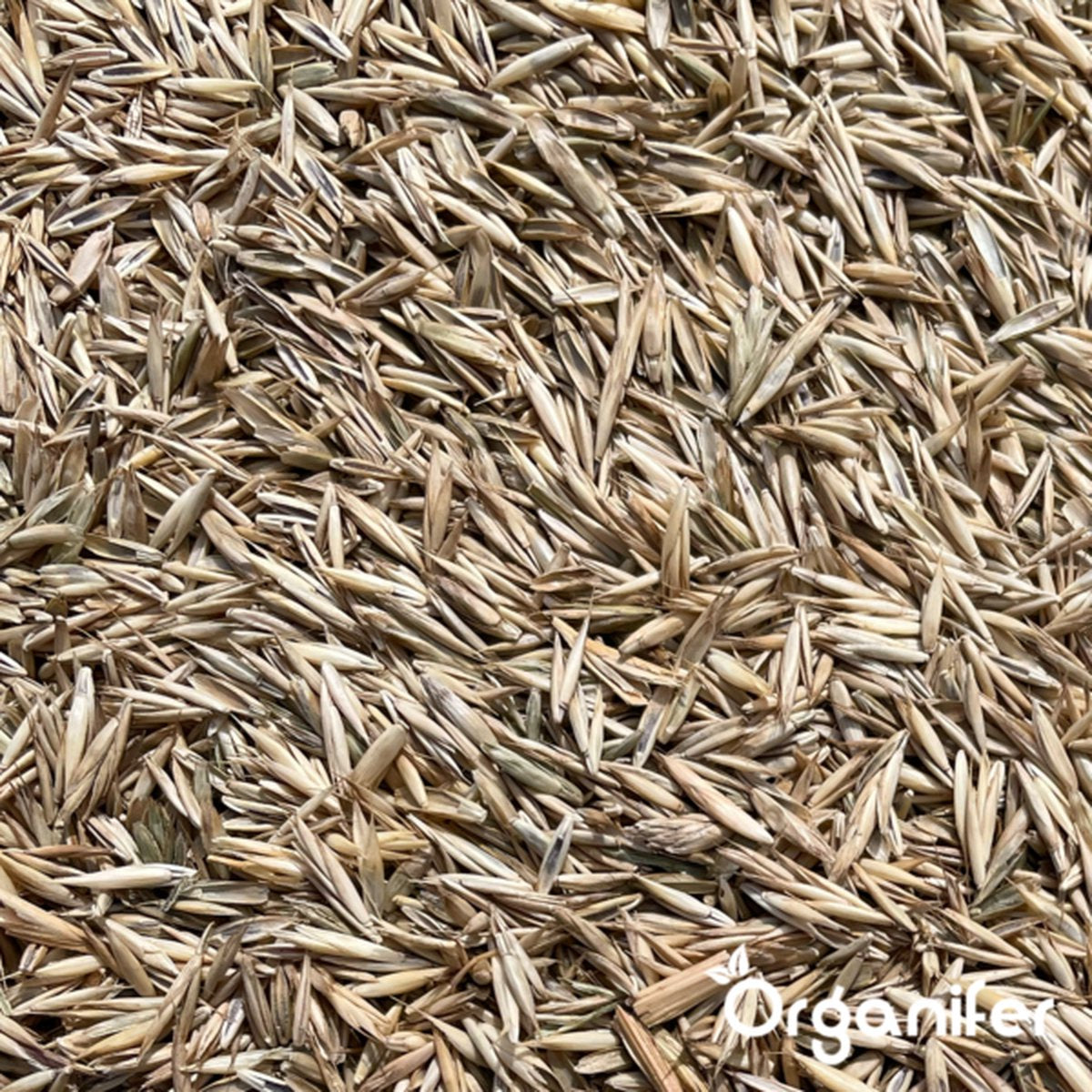  Speelgazon Graszaad (1kg Voor 50m2) - Snelkiemend En Zelfherstellend Sportgazon Bestand Tegen Betreding - Resilient - Organifer
