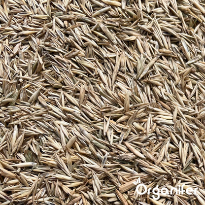  Speelgazon Graszaad (1kg Voor 50m2) - Snelkiemend En Zelfherstellend Sportgazon Bestand Tegen Betreding - Resilient - Organifer