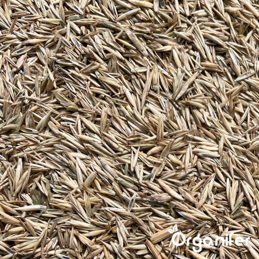  Speelgazon Graszaad (1kg Voor 50m2) - Snelkiemend En Zelfherstellend Sportgazon Bestand Tegen Betreding - Resilient - Organifer