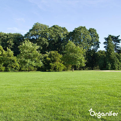  Herstelgazon Graszaad Met Grote Kiemkracht – Fast Repair (5 Kg Voor 250m2) Organifer