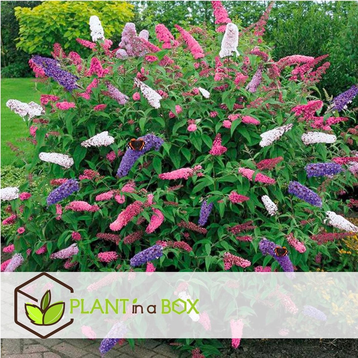  Plant In A Box - Mix Van 3 Vlinderstruiken - Buddleja Davidii 'Nanho Blue', 'Pink Delight', 'White Profusion' - Pot 9cm - Hoogte 25-40cm