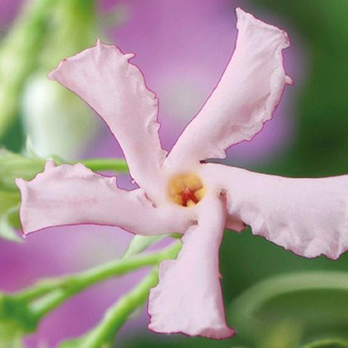  3 X Toscaanse Jasmijn Gemengd (3 Halen, 2 Betalen!) - Mix Geel, Wit En Roze Jasmijn Plant | Groenblijvend/Wintergroen En Winterhard - Klimplanten - Goed Voor 1 Strekkende Meter Haag Met Bloemen | 3 X 1,5 Liter Pot - Te Combineren Met Rozen In Klimrek