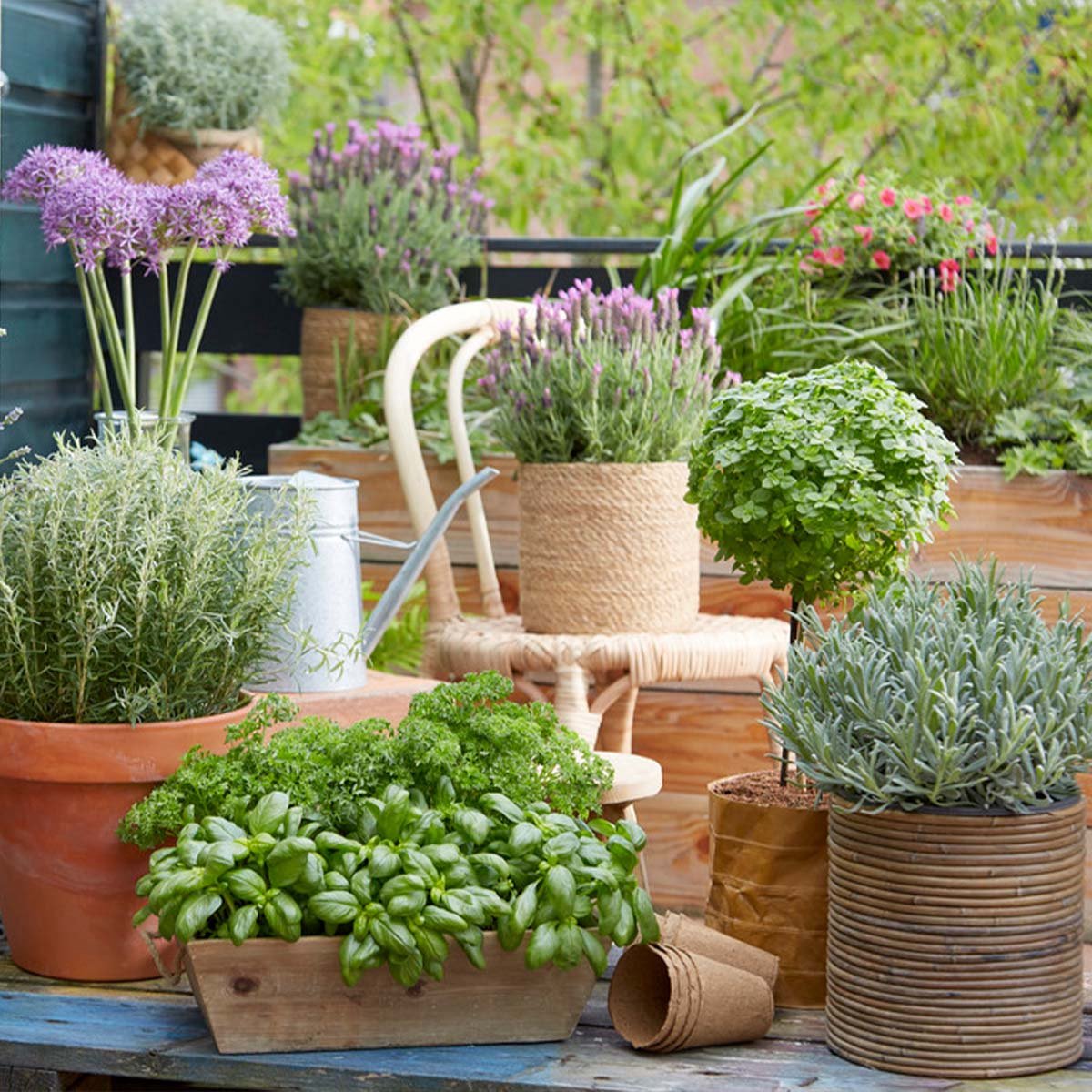  6x Biologische Tuinkruiden Mix - Tuinplanten Mix – Keuken Kruiden - ⌀9 Cm - 10-15 Cm