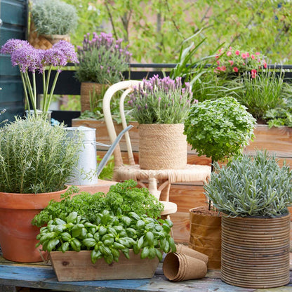  6x Biologische Tuinkruiden Mix - Tuinplanten Mix – Keuken Kruiden - ⌀9 Cm - 10-15 Cm