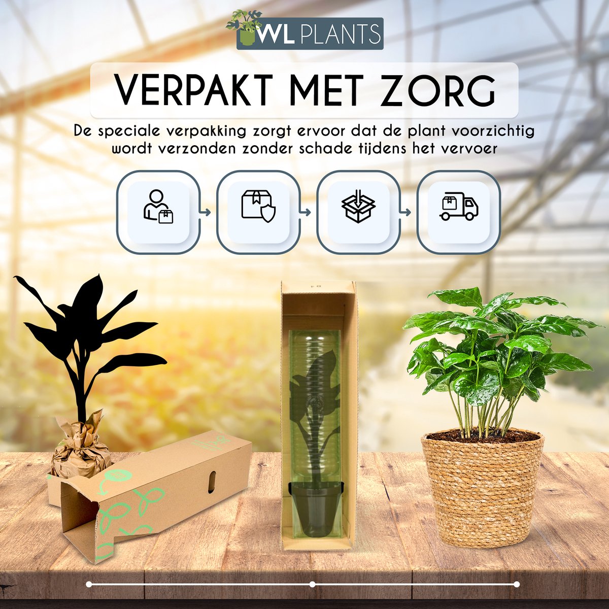  WL Plants - Set Van 4 - Kamerplanten - 1x Aloë Vera, 1x Coffea Arabica, 1x Monstera Deliciosa, 1x Sansevieria Laurentii - 12cm Diameter - Van Professionele Kweek - Groene Planten - Binnen Planten - In Bruine Mand Gemaakt Van Riet - ± 35cm Hoog