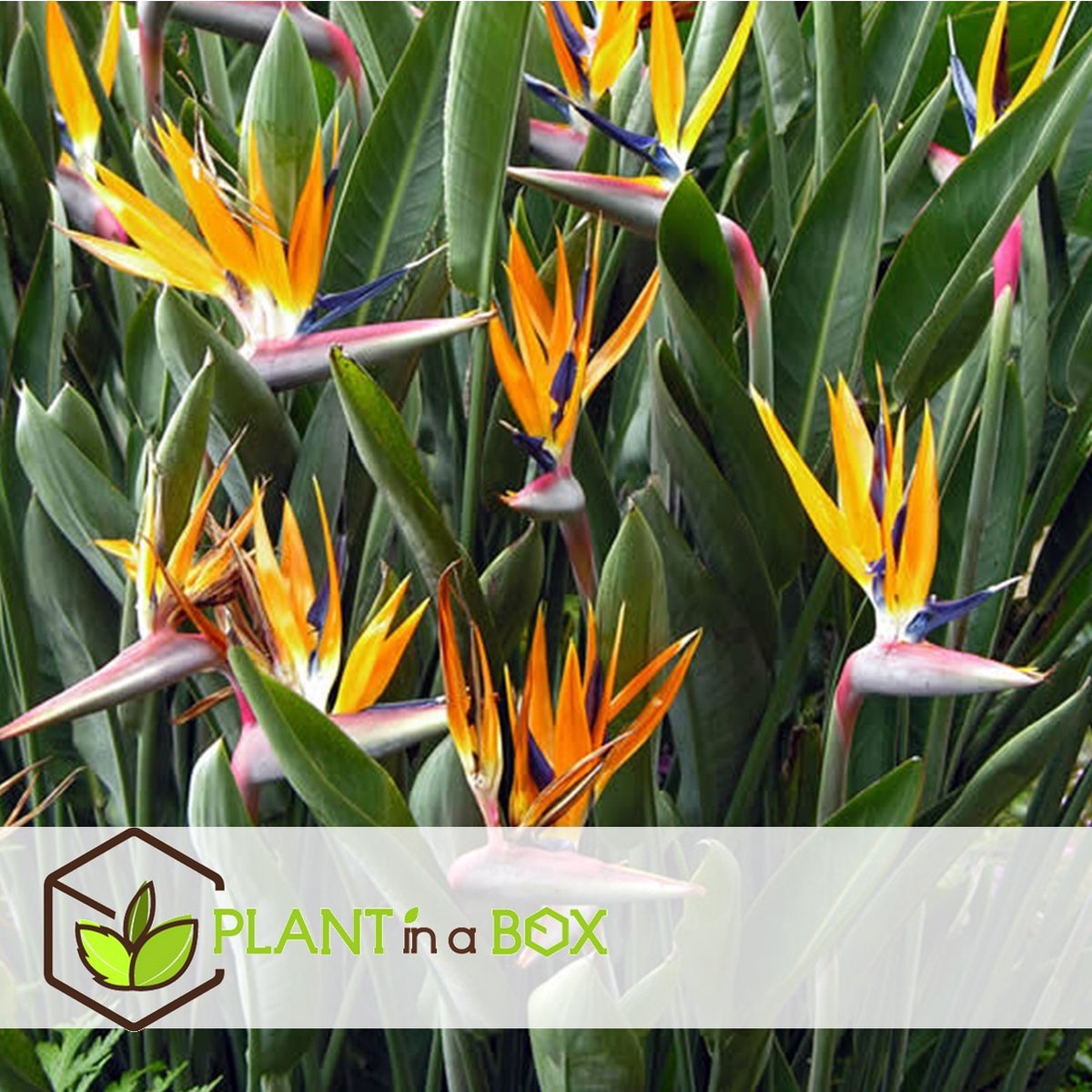  Plant In A Box - Strelitzia Reginea - Set Van 2 - Tropische Kamerplant - Paradijsvogelbloem - Pot 9cm - Hoogte 25-40cm