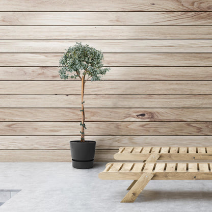  Eucalyptus Op Stam - 80cm - Ø17