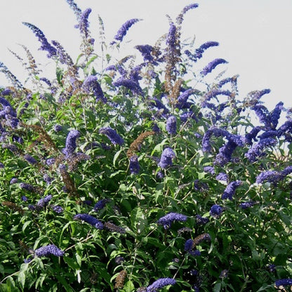  3 X Vlinderstruik Buddleja: Davidii 'Royal Red'/'White Profusion'/'Empire Blue' - Rood/Wit/Blauw, Meerjarig En Winterhard - Set Van 3 Vlinderstruiken / Vlinderplant | 3 X 1.5 Liter Potten - Aantrekkelijk Voor De Vlinder