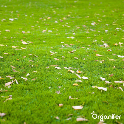 Herstelgazon Graszaad Met Grote Kiemkracht – Fast Repair (1 Kg Voor 50m2) Organifer