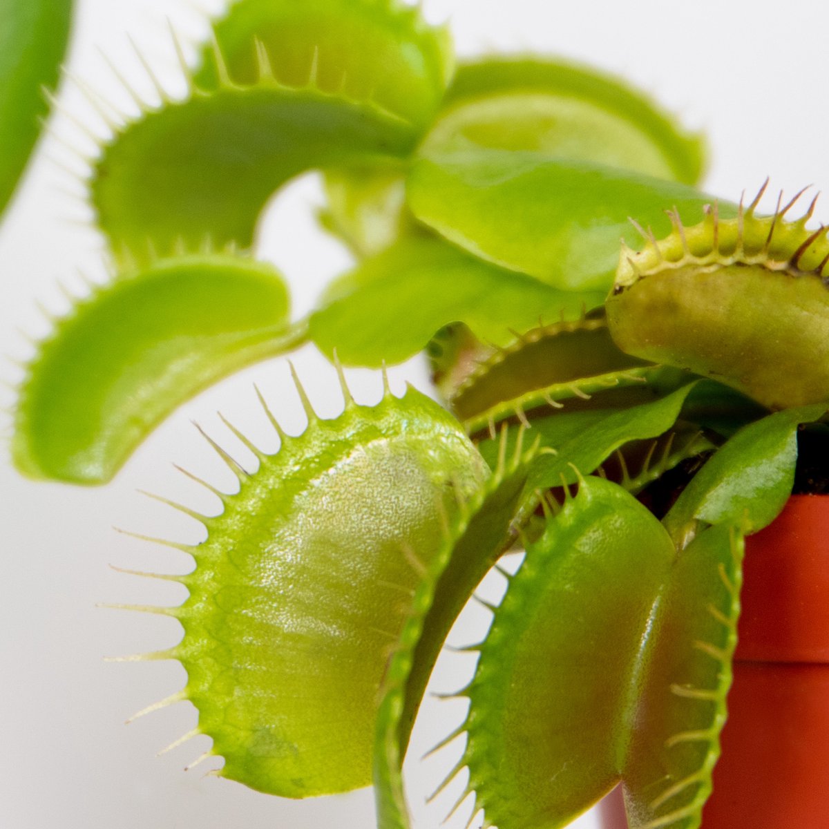  Kleine Vleesetende Plant | Dionaea Per Stuk - Binnen- En Buitenplant In Kwekerspot ⌀6 Cm - ↕10 Cm