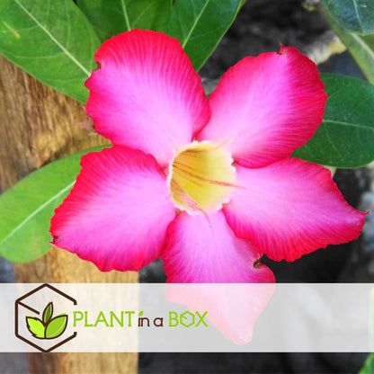  Plant In A Box - Adenium Obesum - Bloeiende Woestijnrozen - Pot 10.5cm - Hoogte 25-40cm