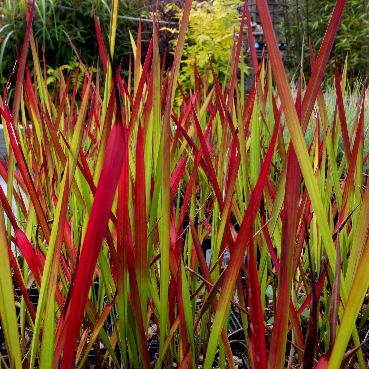 GP 12 X Japans Bloedgras - Siergras - Tuinplanten Winterhard - Vaste Planten - Imperata Red Baron - In 9x9cm Pot Met Hoogte 5-10cm