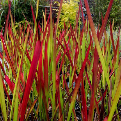 GP 12 X Japans Bloedgras - Siergras - Tuinplanten Winterhard - Vaste Planten - Imperata Red Baron - In 9x9cm Pot Met Hoogte 5-10cm