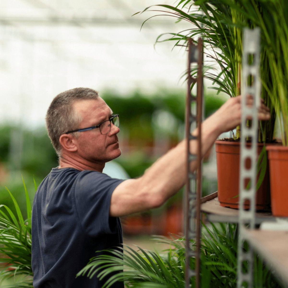  Areca Palm - Goudpalm/Dypsis Lutescens - 85cm Hoog, 19Ø - - Zonder Mand