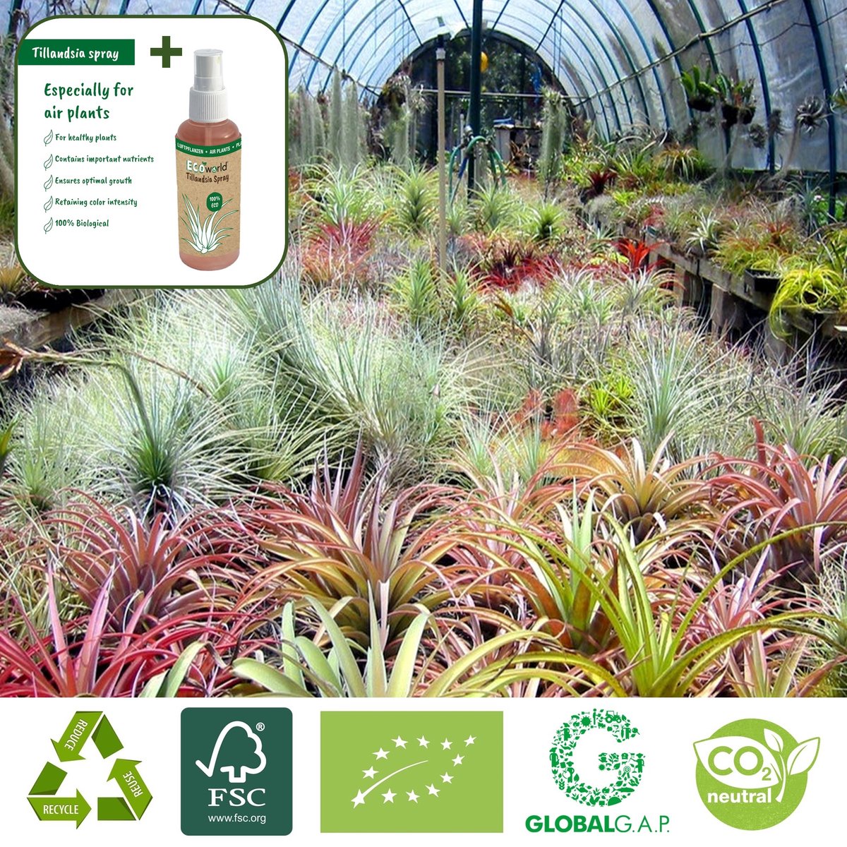  Ecoworld Luchtplantjes Spray - 125 Ml - Spray Voor Tillandsia Luchtplanten - 100% Biologische Airplant Verzorgingspray - Uit Eigen Kwekerij