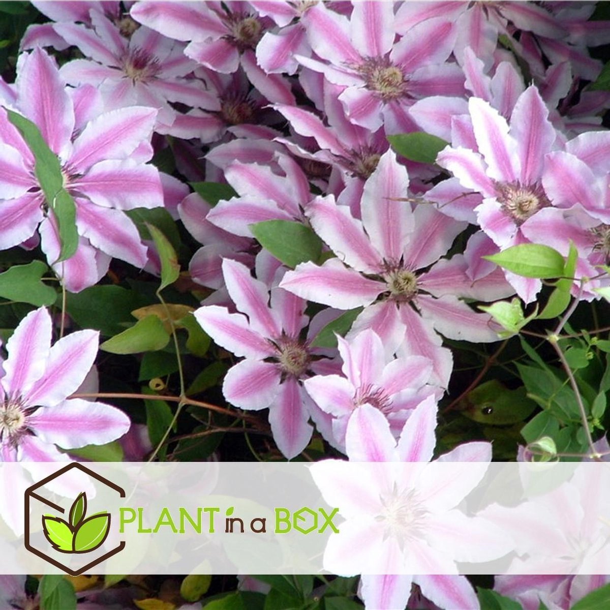  Plant In A Box - Mix Van 3 Clematis - Clematis Hybrid 'Mme Le Coultre', 'Hagley Hybrid', 'Polish Spirit' - Pot 9cm - Hoogte 25-40cm