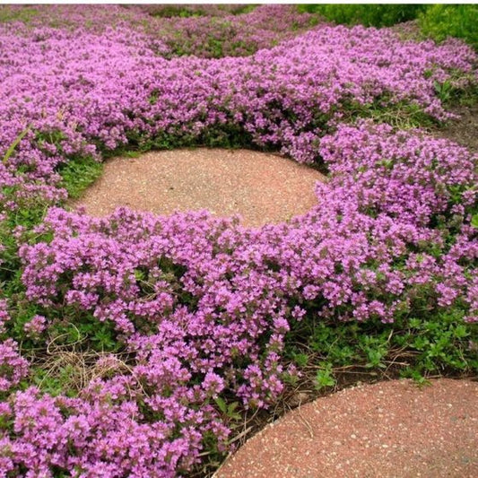 GP 12 X Kruipend Tijm / Kruiptijm - Winterharde Tuinplanten - Thymus Praecox 'Purple Beauty' In 9x9cm Pot Met Hoogte 5-10cm