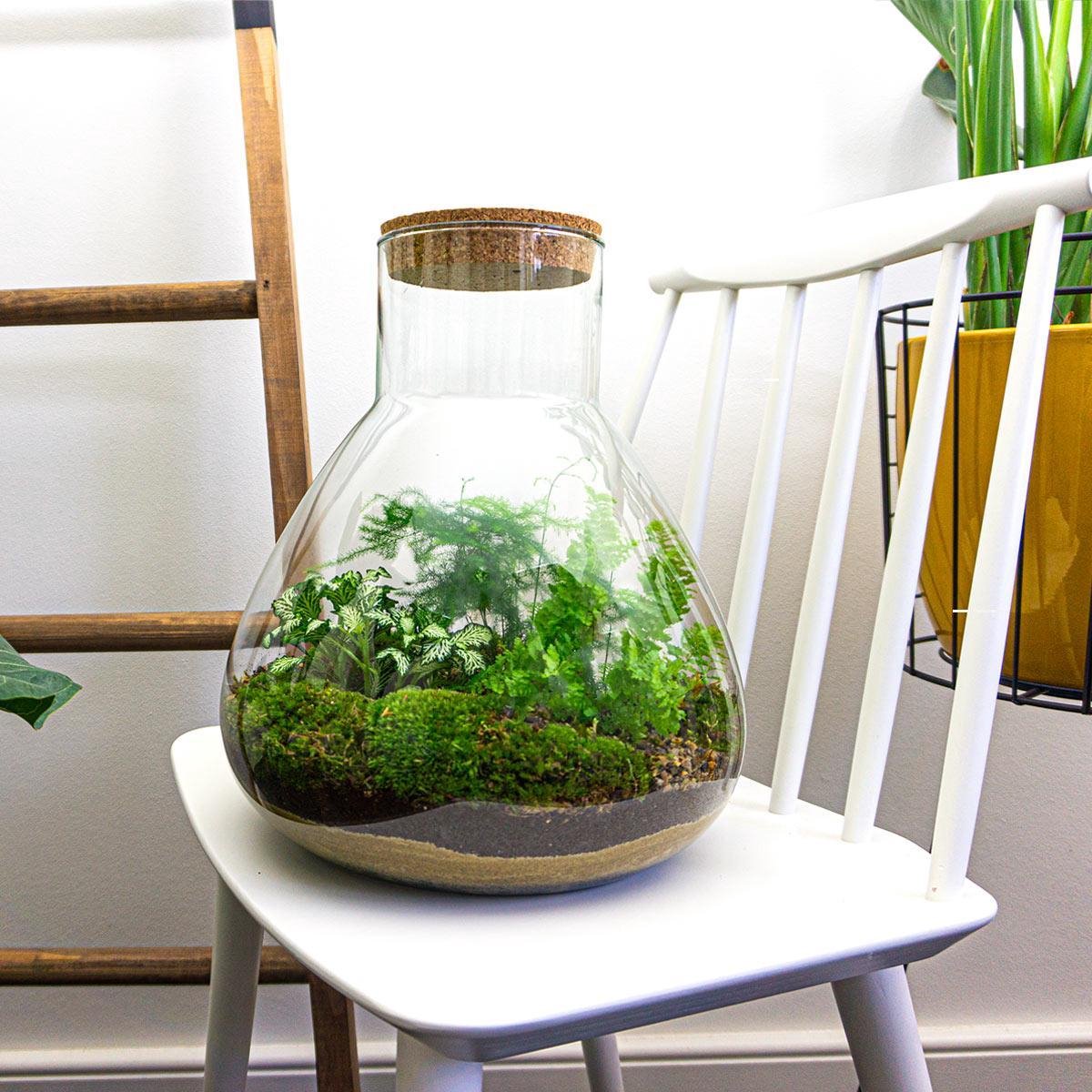  Mini-Ecosysteem | 35 Cm Hoog - Zelfvoorzienende Planten In Fles - Terrarium Met Kamerplanten Voor Binnen | Plant In Fles - Sam XL - Flessentuin