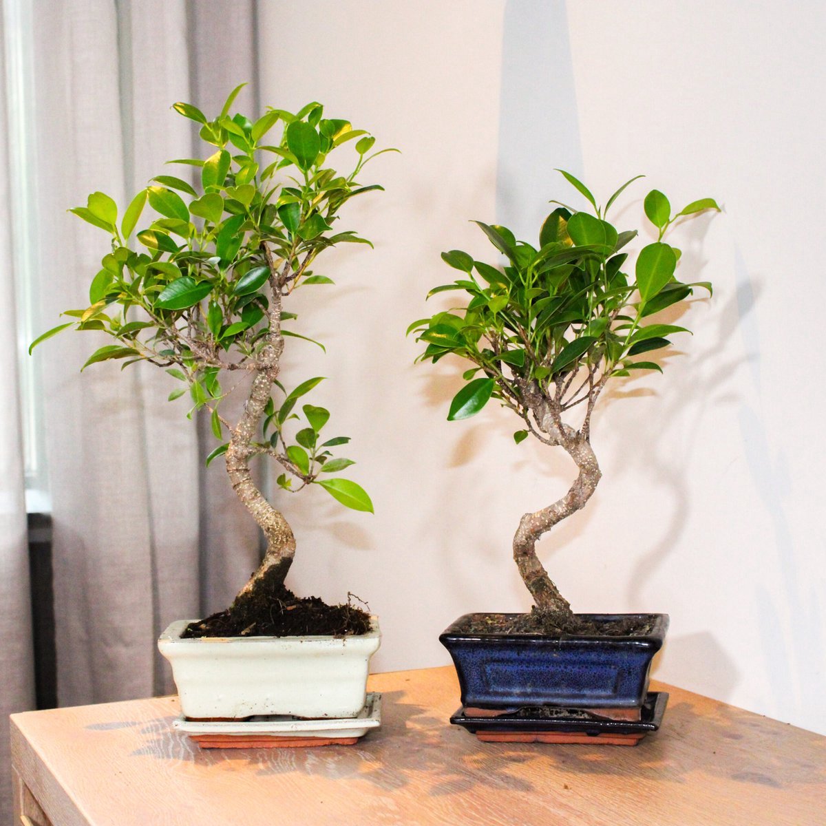  ZynesFlora - Bonsai Met Waterval - Ø 27 Cm - Hoogte: 25-30 Cm - Kamerplant In Pot