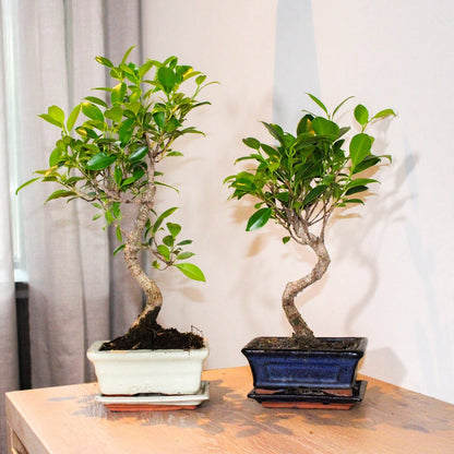  ZynesFlora - Bonsai Met Waterval - Ø 27 Cm - Hoogte: 25-30 Cm - Kamerplant In Pot