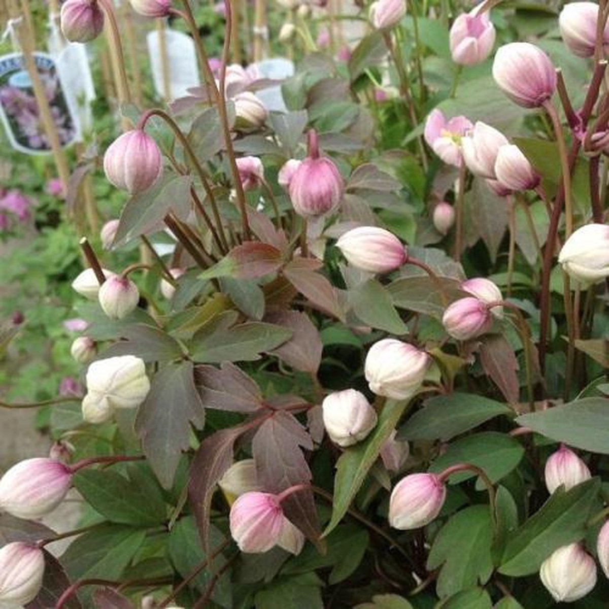  2 X Clematis Montana Rubens - Set Van 2 Klimplanten - Roze, Meerjarig En Winterharde Tuinplanten | 2 X 1,5 Liter Potten