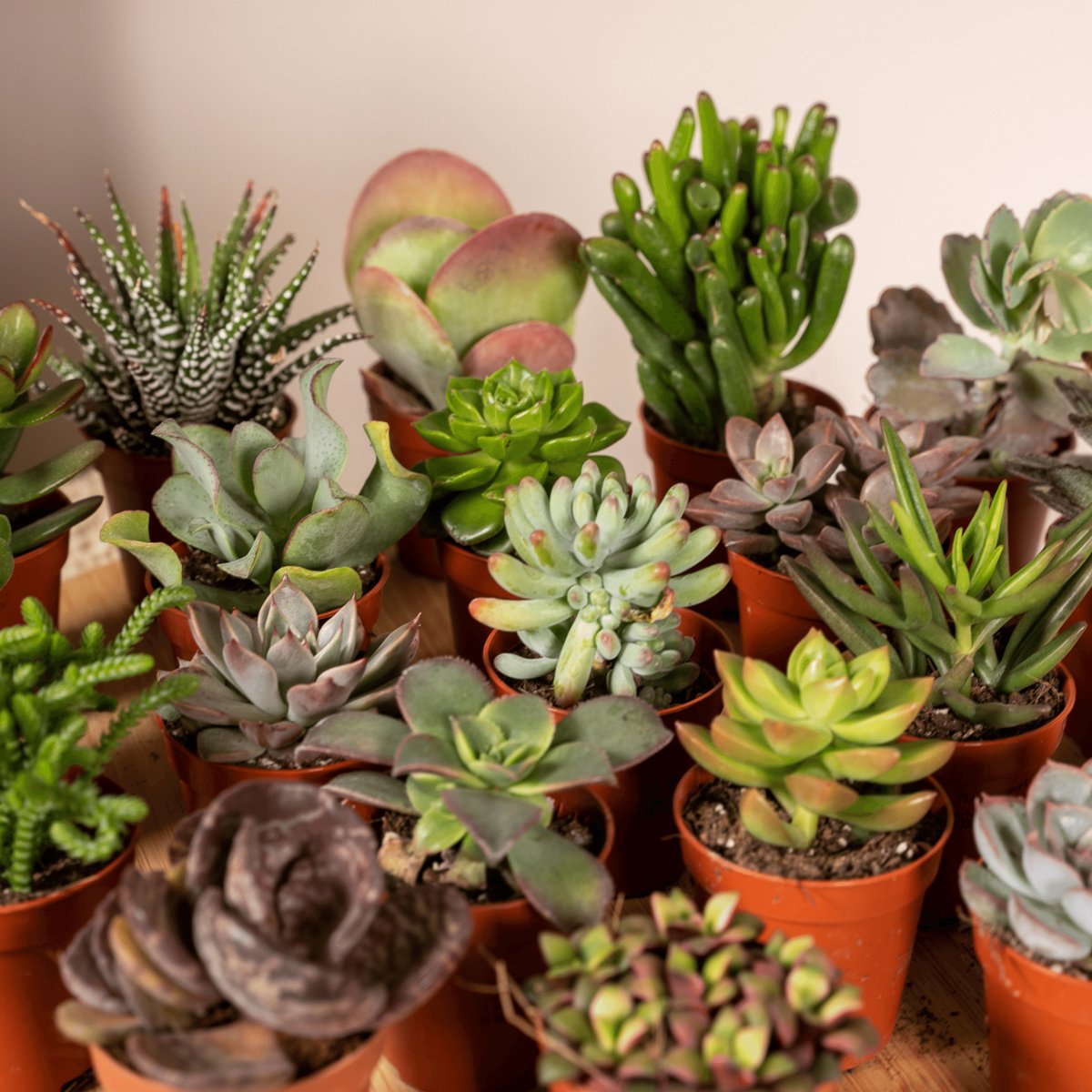  Succulent - Succulenten Mix - 20 Stuks - 7cm Hoog, 5,5Ø - Kamerplant - Zonder Mand