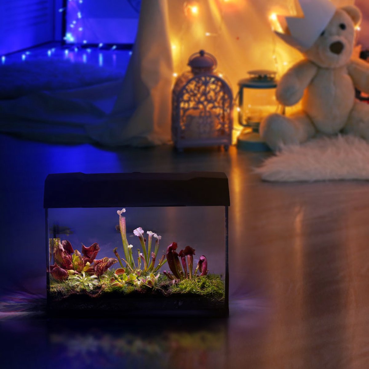  Swampworld Terrarium XL Met Lamp - Vleesetende Planten Terrarium - 5 Verschillende Vleesetende Plant Soorten - L39xB21xH31 Cm
