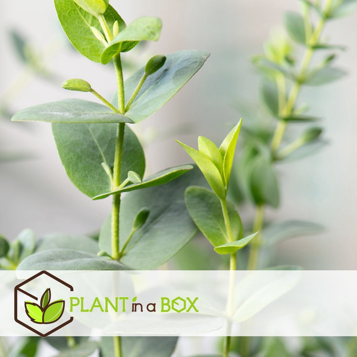  Plant In A Box - Eucalyptus Pulverulenta 'Baby Blue' - Set Van 2 - Pot 13cm - Hoogte 25-40cm