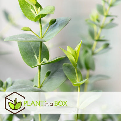  Plant In A Box - Eucalyptus Pulverulenta 'Baby Blue' - Set Van 2 - Pot 13cm - Hoogte 25-40cm