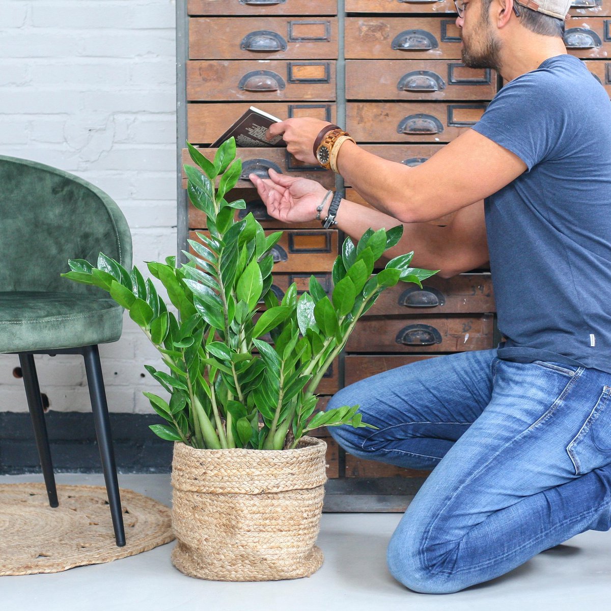  Zamioculcas Zamiifolia | Groene Kamerplant | Palm | Pot 21cm | Hoogte 75 Cm | Geleverd In Kwekerspot