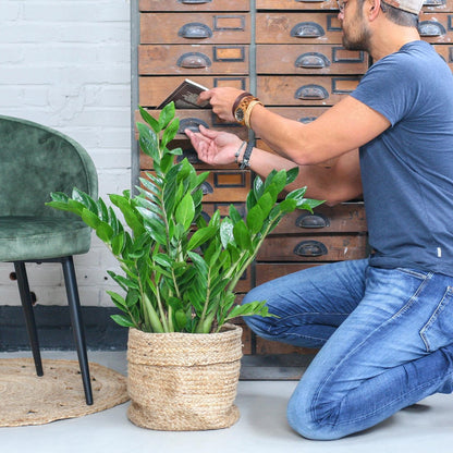  Zamioculcas Zamiifolia | Groene Kamerplant | Palm | Pot 21cm | Hoogte 75 Cm | Geleverd In Kwekerspot