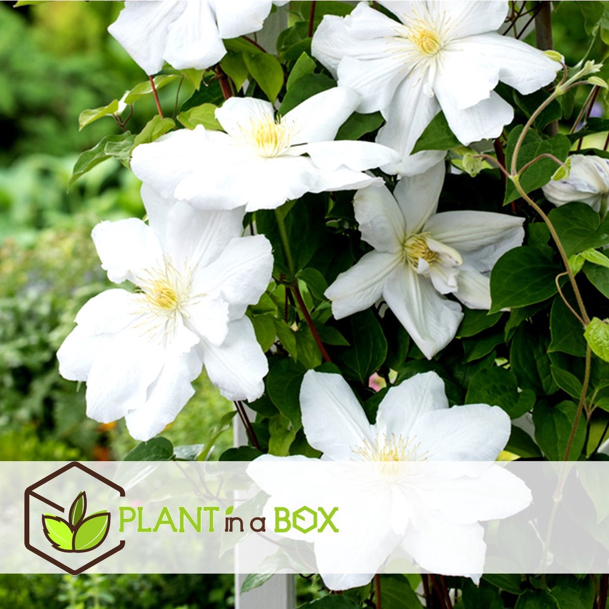  Plant In A Box - Mix Van 3 Clematis - Clematis Hybrid 'Mme Le Coultre', 'Hagley Hybrid', 'Polish Spirit' - Pot 9cm - Hoogte 25-40cm