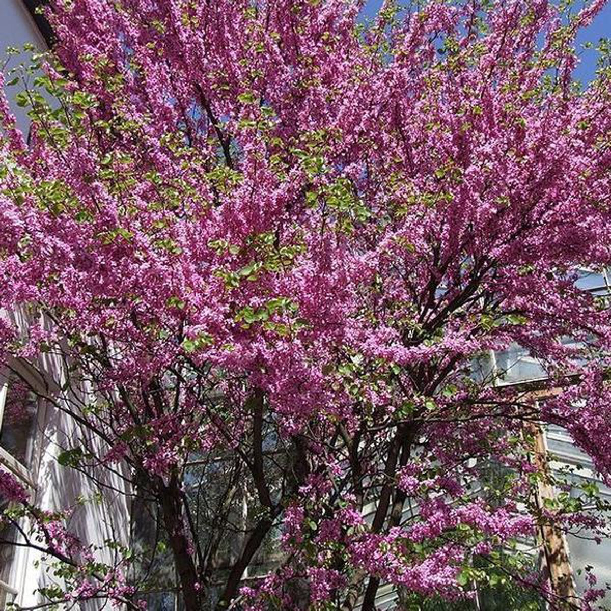  Cercis Siliquastrum - Judasboom 40-50 Cm In Pot