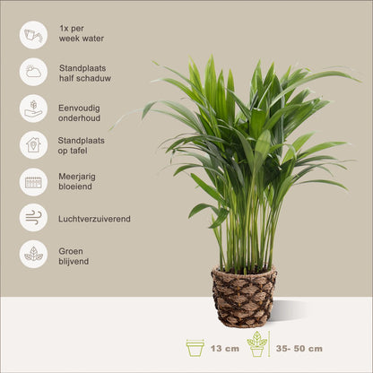  Areca In Siermand Guusje Naturel – Luchtzuiverende Kamerplant – Eenvoudig Te Onderhouden Goudpalm - ↕35-50cm - Ø13 – Geleverd Met Plantenpot – Vers Uit De Kwekerij