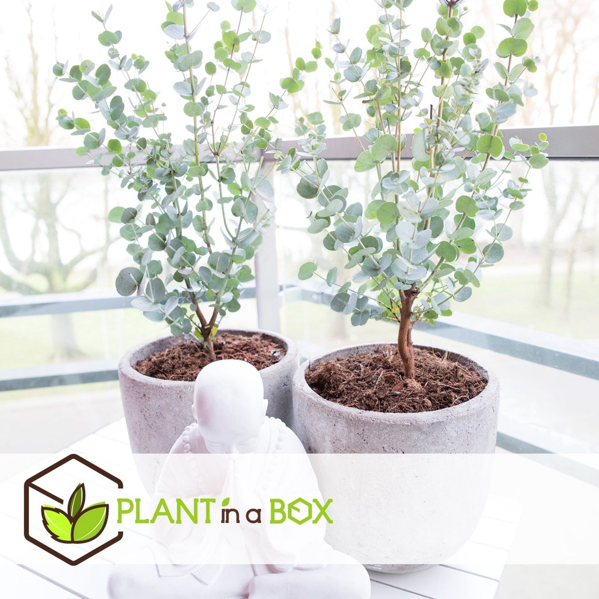  Plant In A Box - Eucalyptus Pulverulenta 'Baby Blue' - Set Van 2 - Pot 13cm - Hoogte 25-40cm