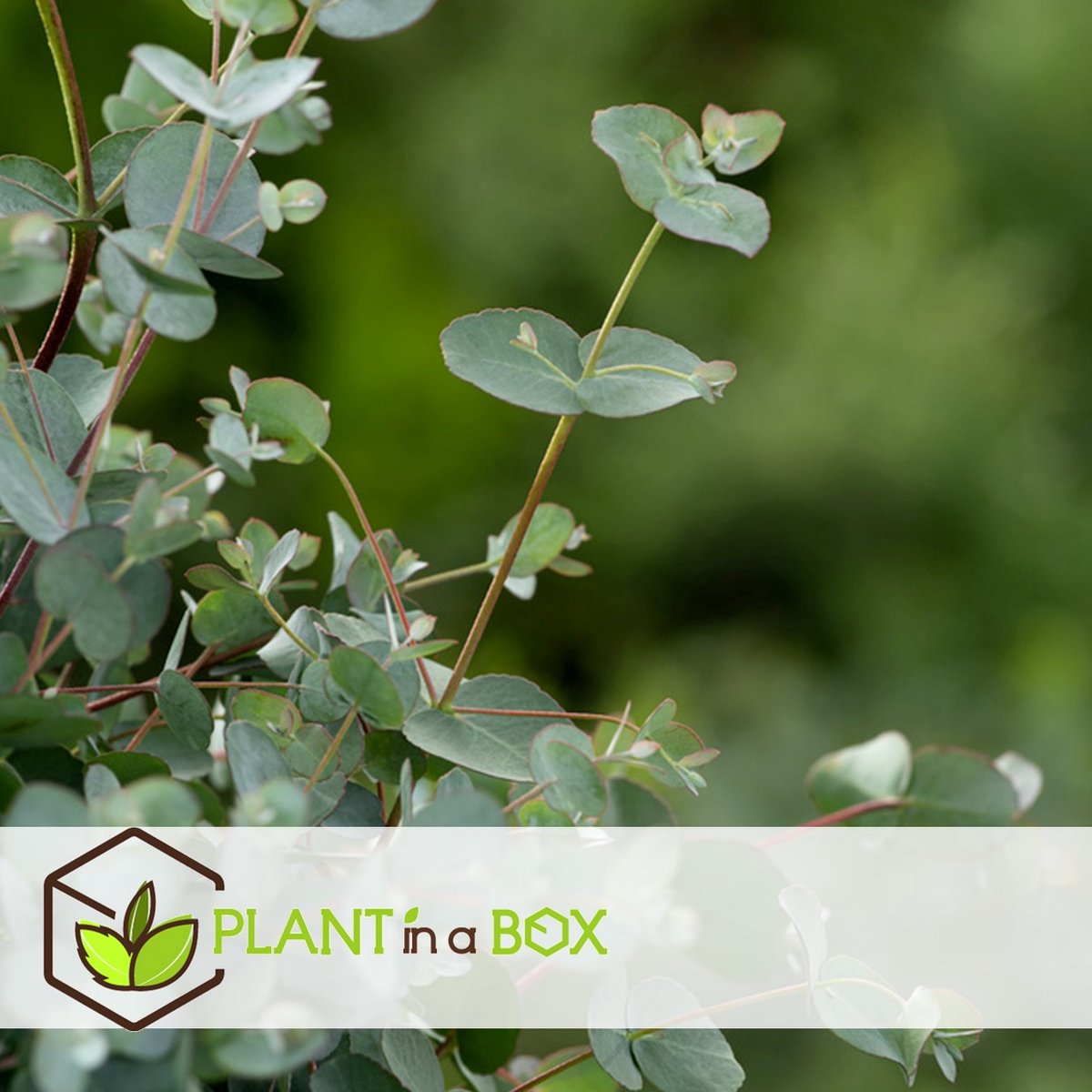  Plant In A Box - Eucalyptus Pulverulenta 'Baby Blue' - Set Van 2 - Pot 13cm - Hoogte 25-40cm