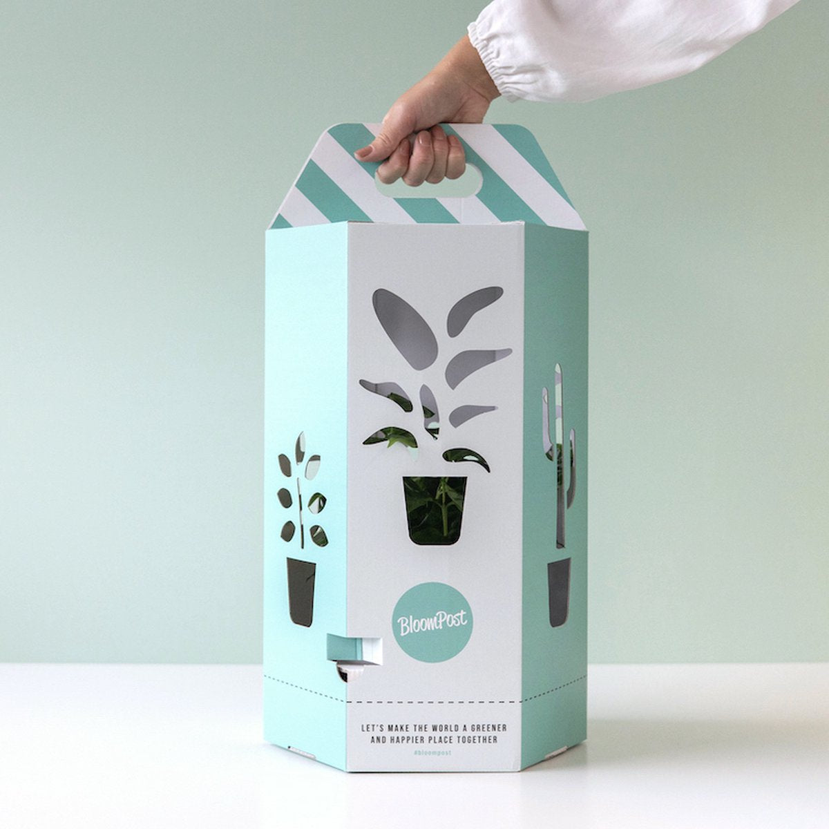  Aloe Vera Plant | Inclusief Biobased Pot | Kamerplanten | Bloompost
