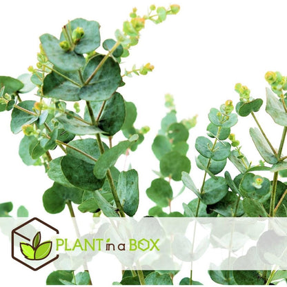  Plant In A Box - Eucalyptus Pulverulenta 'Baby Blue' - Set Van 2 - Pot 13cm - Hoogte 25-40cm