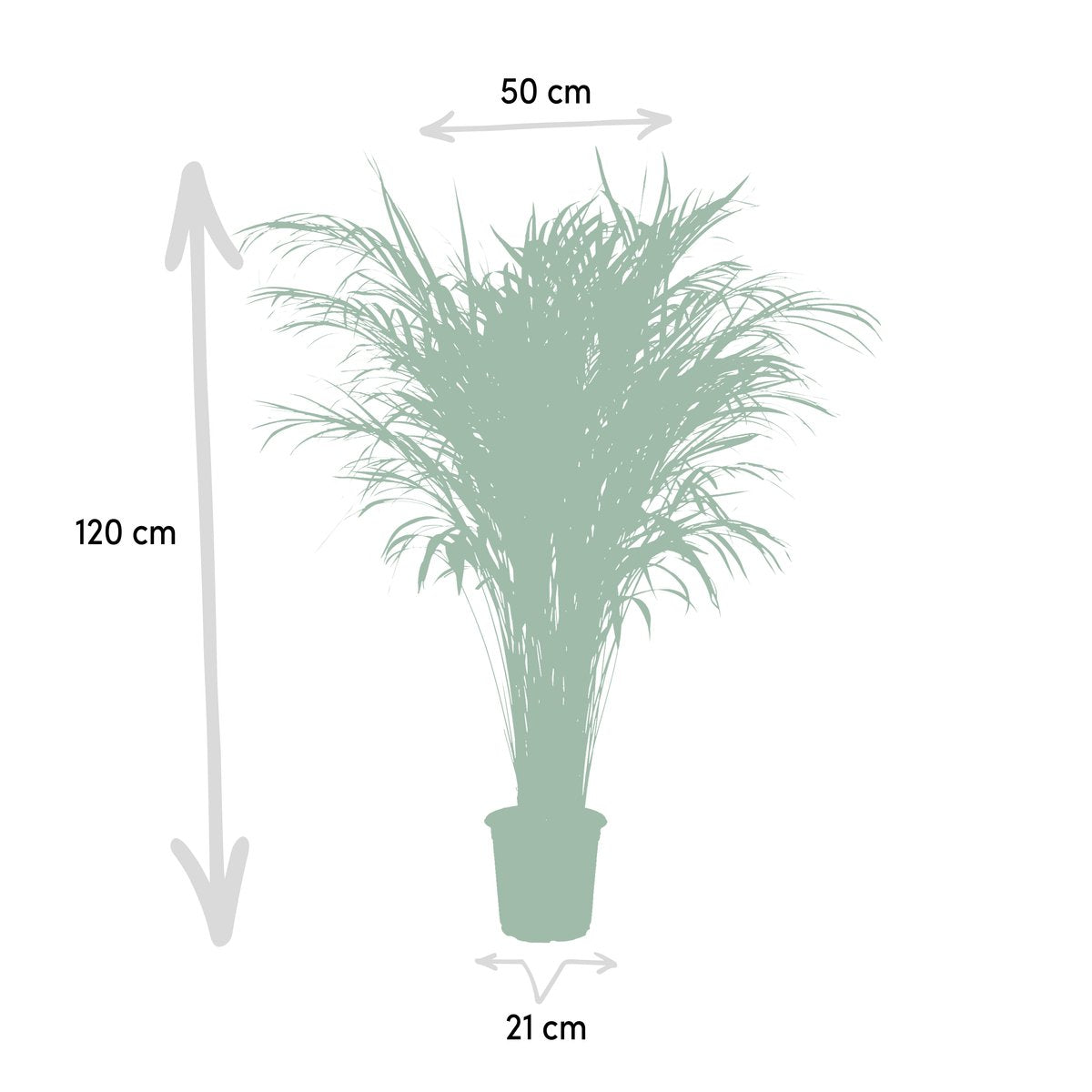  Areca Palm 110 Cm Hoog - 21cm Potmaat - Grote Kamerplant - Dypsis Lutescens