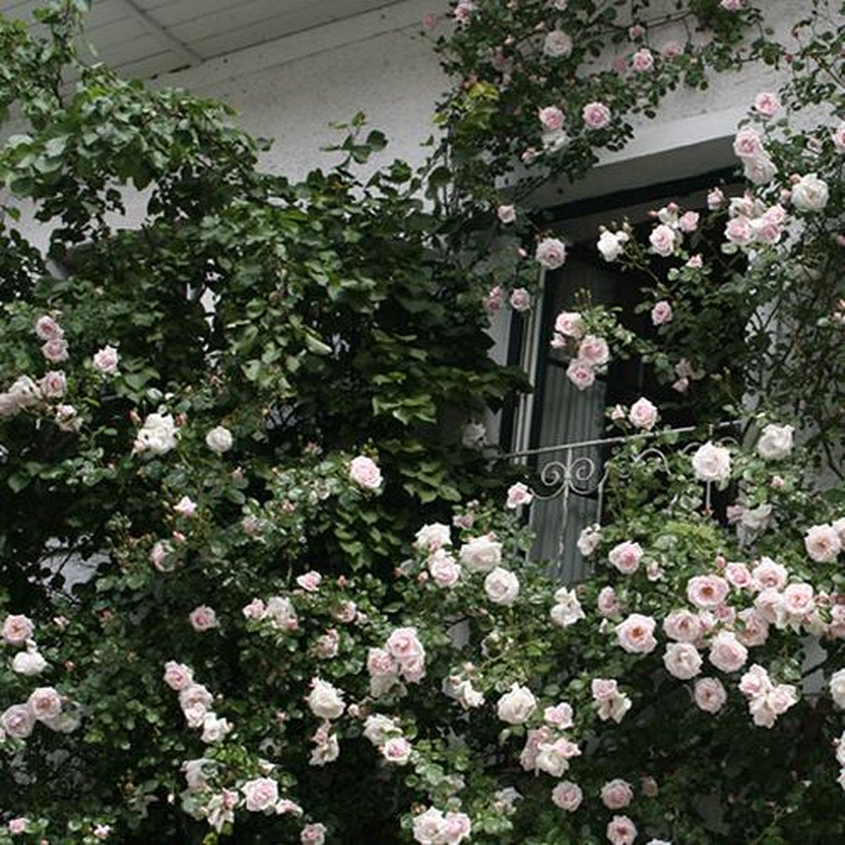  New Dawn (Klimroos) - Klimplant | Roze Doorbloeiende Klimroos - Meerjarig En Winterhard | Roos