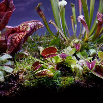  Ecoworld Vleesetende Planten Mix - DIY Ecosysteem Plant Set - 3 Vleesetende Planten - Met Terrarium Plant Venus Vliegenval Zonnedauw En Trompetbekerplant - Inclusief Substraat - Grond - Mos