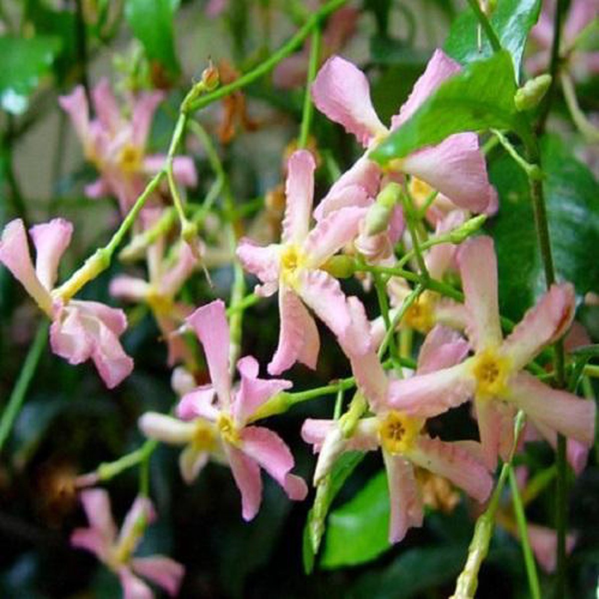 Roze Toscaanse Jasmijn / Star Of Sicily (Pink Air) - Klimplant | Roze Sterjasmijn - Groenblijvend / Wintergroen En Winterhard | 1,5 Liter Pot (Star Of Ibiza/Pink Showers) - Goed Te Combineren Met Andere Jasmijn Planten Of Bijv. Met Clematis Of Rozen