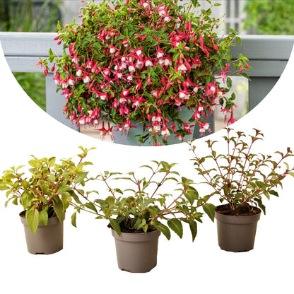  Plant In A Box - Mix Van 3 Fuchsia - Delta Sarah,Lady Thumb, Fuchsia Ricartonnii - Bloeiende Tuinplanten - Pot 9cm - Hoogte 10-20cm