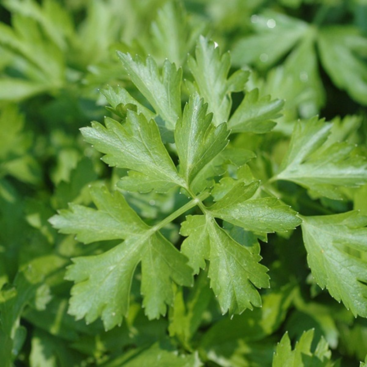  Kruidentuin - 6 Soorten Kruidenplanten: Maggi, Munt, Citroenmelisse, Curry, Rozemarijn, Tijm - Herbs - Kruidenplanten - Tuinplanten