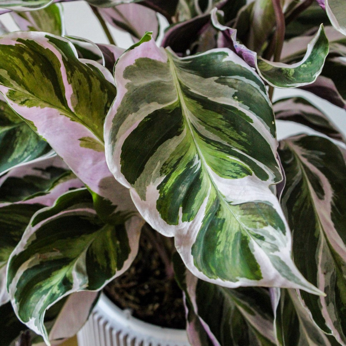  ZynesFlora - Calathea White Fusion - Ø 14 Cm - Hoogte: 35 - 40 Cm - Calathea - Luchtzuiverend - Kamerplant