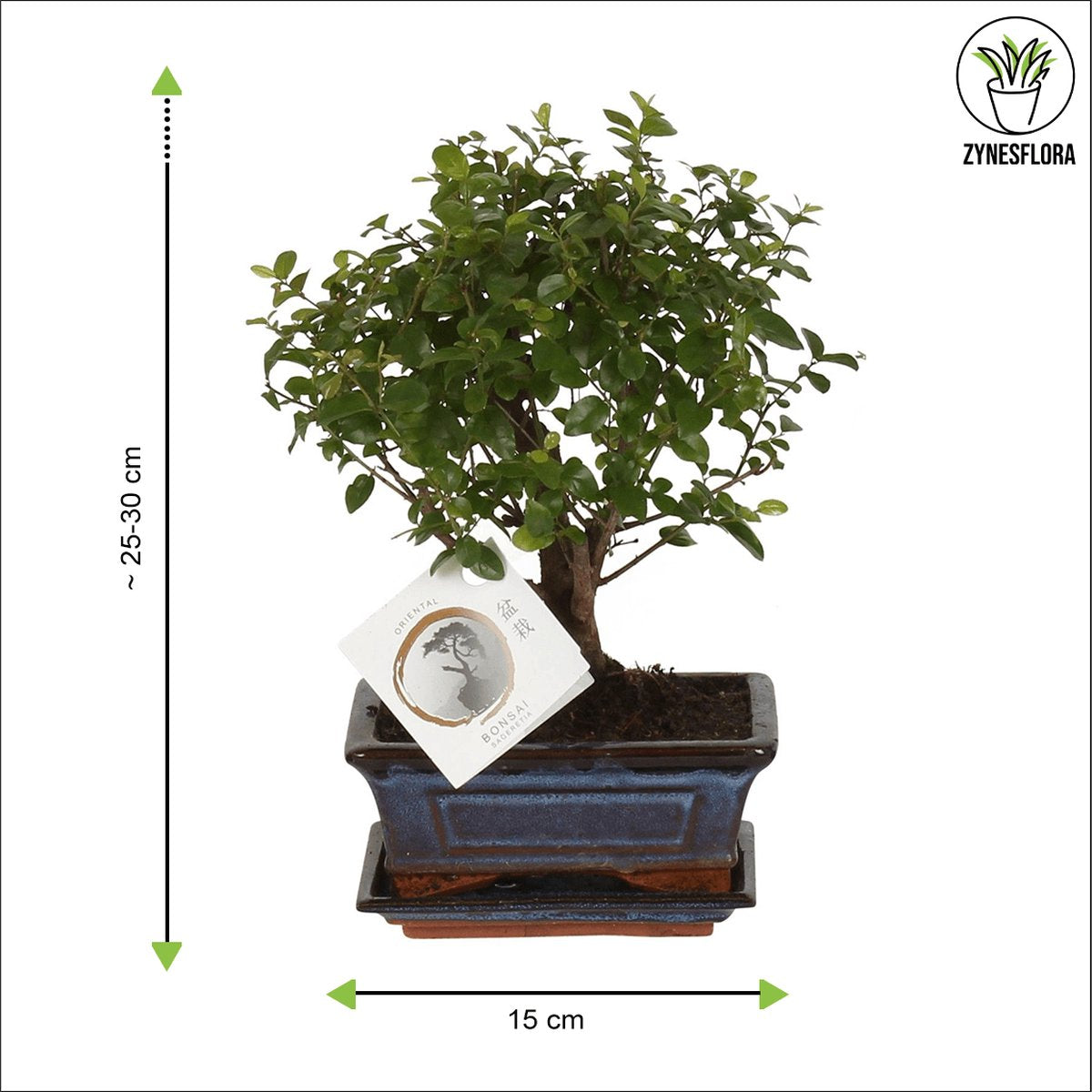  ZynesFlora - Bonsai In Keramiek - Kamerplant In Pot - Ø 15 Cm - Hoogte: 25-30 Cm - Kamerplant