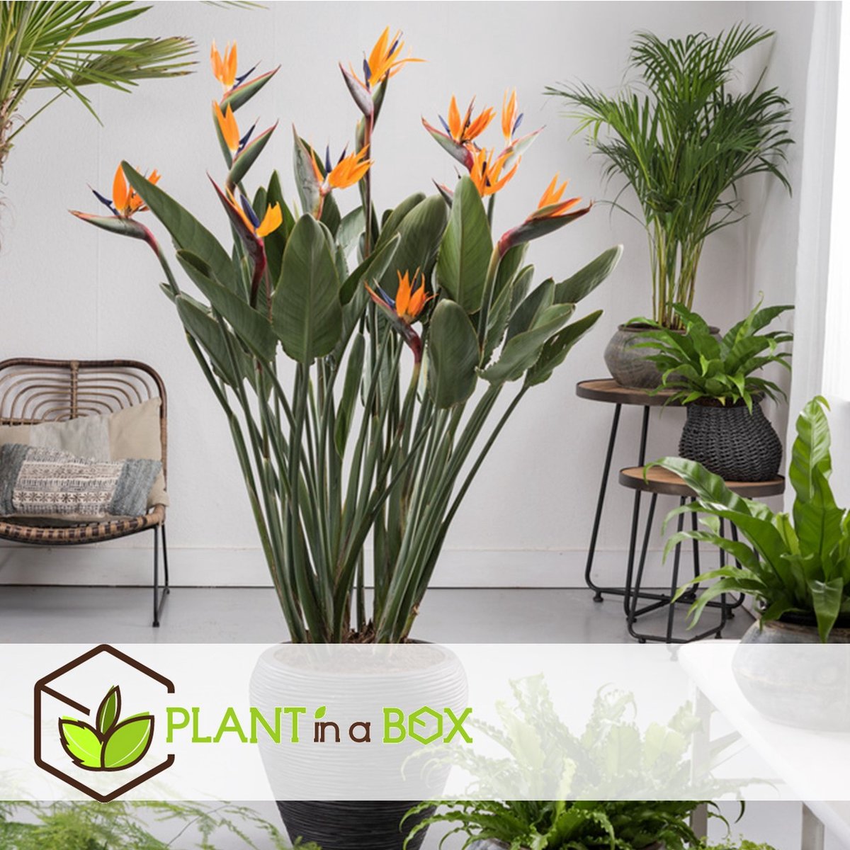 Plant In A Box - Strelitzia Reginea - Set Van 2 - Tropische Kamerplant - Paradijsvogelbloem - Pot 9cm - Hoogte 25-40cm